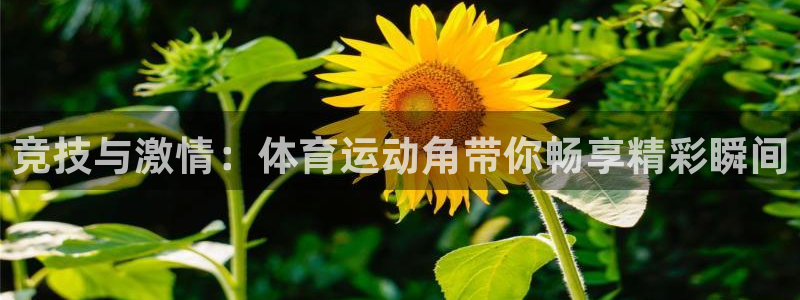 球速体育