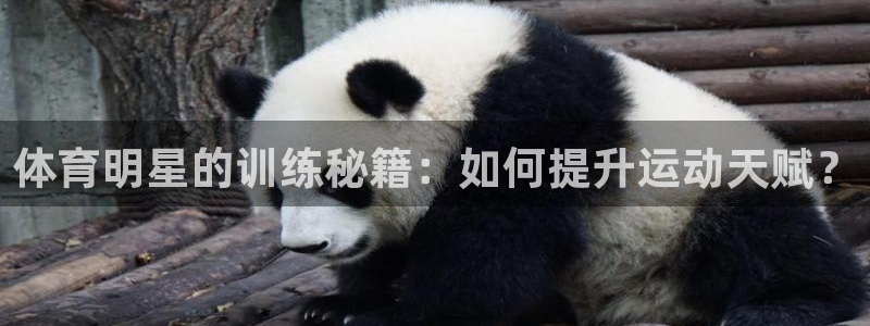 球速体育