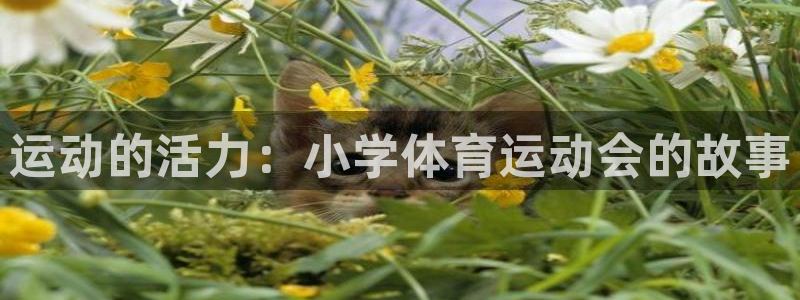 球速体育：运动的活力：小学体育运动会的故事